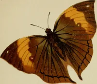 Picture 6 of 47 from Colouration in animals and plants (1886), leaf 46