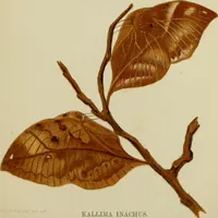 Picture 7 of 47 from Colouration in animals and plants (1886), leaf 46