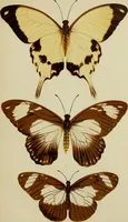 An illustration from Colouration in animals and plants (1886)