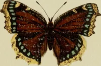 An illustration from Colouration in animals and plants (1886)
