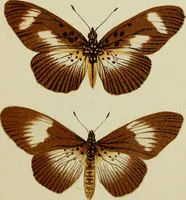 Picture 11 of 47 from Colouration in animals and plants (1886), leaf 62