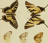 An illustration from Colouration in animals and plants (1886)