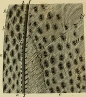 Picture 13 of 47 from Colouration in animals and plants (1886), leaf 69