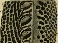 Picture 14 of 47 from Colouration in animals and plants (1886), leaf 69