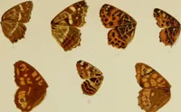 An illustration from Colouration in animals and plants (1886)
