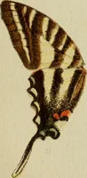 An illustration from Colouration in animals and plants (1886)