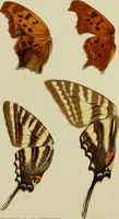 Picture 18 of 47 from Colouration in animals and plants (1886), leaf 70