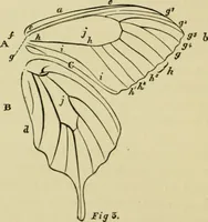 Picture 21 of 47 from Colouration in animals and plants (1886), leaf 99
