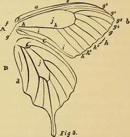 An illustration from Colouration in animals and plants (1886)