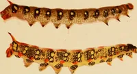 Picture 23 of 44 from Colouration in animals and plants (1886), leaf 112