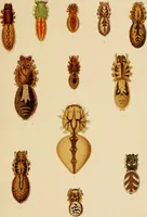 An illustration from Colouration in animals and plants (1886)
