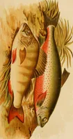 Picture 26 of 44 from Colouration in animals and plants (1886), leaf 124