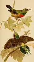 Picture 27 of 44 from Colouration in animals and plants (1886), leaf 128