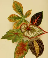 Picture 28 of 44 from Colouration in animals and plants (1886), leaf 135