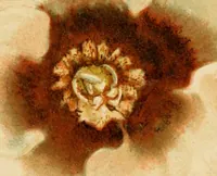 An illustration from Colouration in animals and plants (1886)