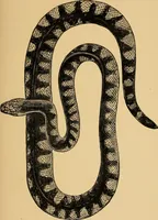 Picture 31 of 44 from Colouration in animals and plants (1886), leaf 150