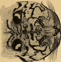 An illustration from Colouration in animals and plants (1886)