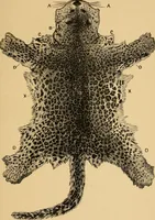 Picture 37 of 44 from Colouration in animals and plants (1886), leaf 160