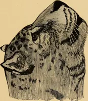 An illustration from Colouration in animals and plants (1886)