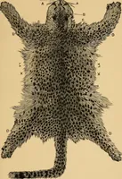 Picture 40 of 44 from Colouration in animals and plants (1886), leaf 164