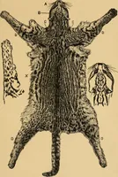 Picture 42 of 44 from Colouration in animals and plants (1886), leaf 168
