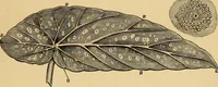 Picture 44 of 44 from Colouration in animals and plants (1886), leaf 172