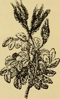 An illustration from Colouration in animals and plants (1886)