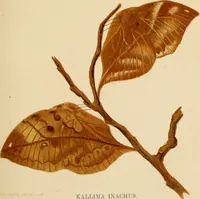 Picture 6 of 44 from Colouration in animals and plants (1886), leaf 48