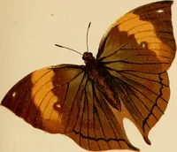 An illustration from Colouration in animals and plants (1886)