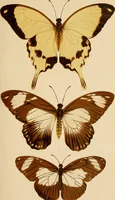 Picture 8 of 44 from Colouration in animals and plants (1886), leaf 52