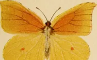 An illustration from Colouration in animals and plants (1886)