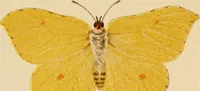 An illustration from Colouration in animals and plants (1886)
