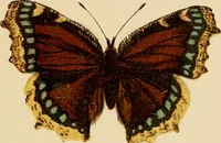 An illustration from Colouration in animals and plants (1886)