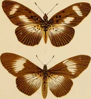 An illustration from Colouration in animals and plants (1886)