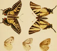 An illustration from Colouration in animals and plants (1886)