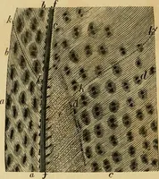 Picture 15 of 44 from Colouration in animals and plants (1886), leaf 71