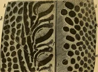 Picture 16 of 44 from Colouration in animals and plants (1886), leaf 71