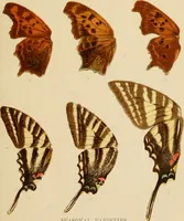 An illustration from Colouration in animals and plants (1886)
