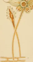 Picture 20 of 44 from Colouration in animals and plants (1886), leaf 92