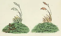 Picture 4 of 6 from Colour-blindness and colour-perception (1891), leaf 141