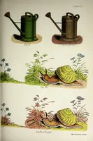 Picture 5 of 6 from Colour-blindness and colour-perception (1891), leaf 143