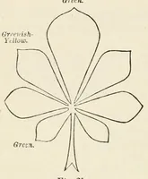 An illustration from Colour : an elementary manual for students (1907)