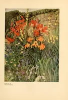 Picture 6 of 7 from Colour in my garden (1918), leaf 253