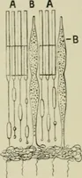 An illustration from Colour-matching on textiles : a manual intended for the use of dyers, calico printers, and textile colour chemists, containing coloured frontispiece, twenty-nine illustrations, and fourteen dyed patterns in appendix (1901)