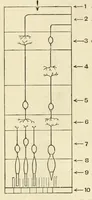 An illustration from Colour and methods of colour reproduction (1923)