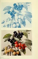 An illustration from Colour and methods of colour reproduction (1923)