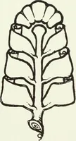 An illustration from Colour photography : and other recent developments of the art of the camera (1908)