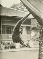 An illustration from Colour photography : and other recent developments of the art of the camera (1908)