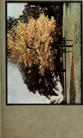 An illustration from Colour photography : and other recent developments of the art of the camera (1908)