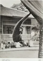 Picture 85 of 86 from Colour photography : and other recent developments of the art of the camera (1908), leaf 262
